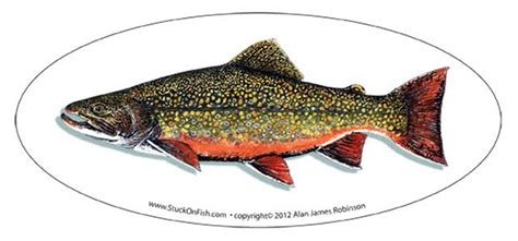 Brook Trout 6 Decal Free Shipping Etsy