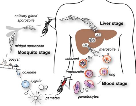 1 Life Cycle Of The Malaria Causing Parasite Plasmodium Falciparum Download Scientific Diagram