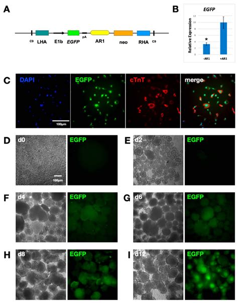 The Ar Cardiac Enhancer In Hipp Activates Expression Of Egfp In