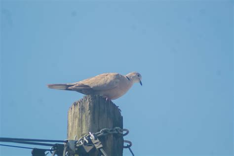 Eurasian Collared Dove From El Bosque De La Lomita 29960 Palenque