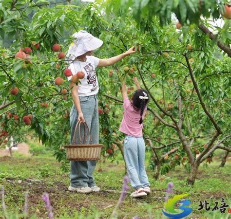 北碚百亩桃子枝头俏 游客采摘正当时 上游新闻 汇聚向上的力量