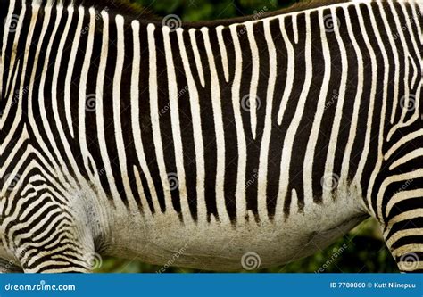 Black And White Zebra Stripes Stock Photo - Image: 7780860