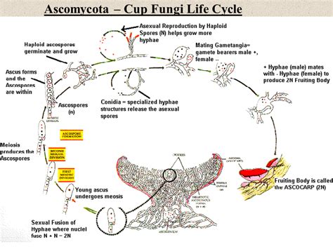 Ascomycota Cup Fungi Life Cycle