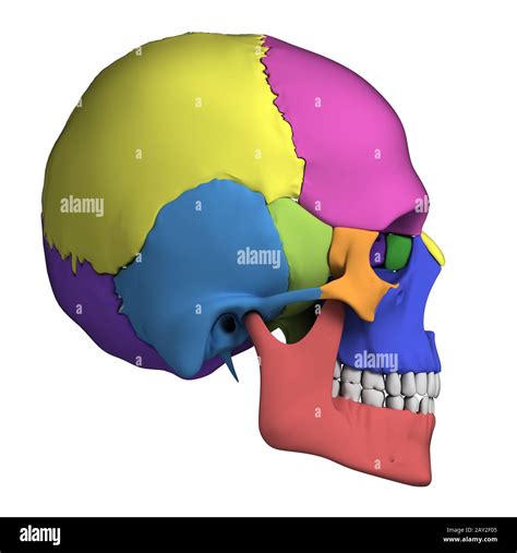 3d Rendered Illustration Human Skull Anatomy Stock Photo Alamy