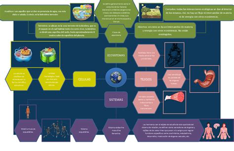 Mapa Mental Con Los Conceptos B Sicos Del Entorno Vivo Ga