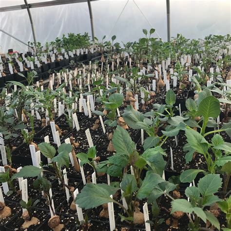 Growing Dahlias Guide — East of Eden Flower Farm