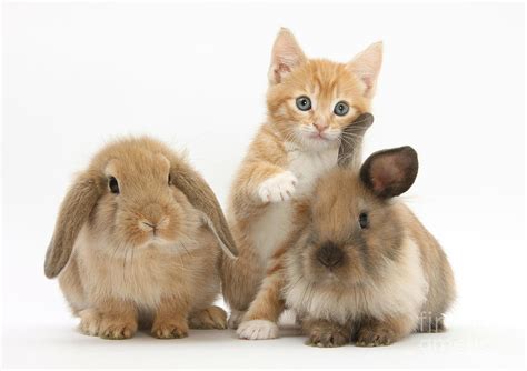 Ginger Kitten And Young Lionhead Lop Photograph By Mark Taylor Pixels