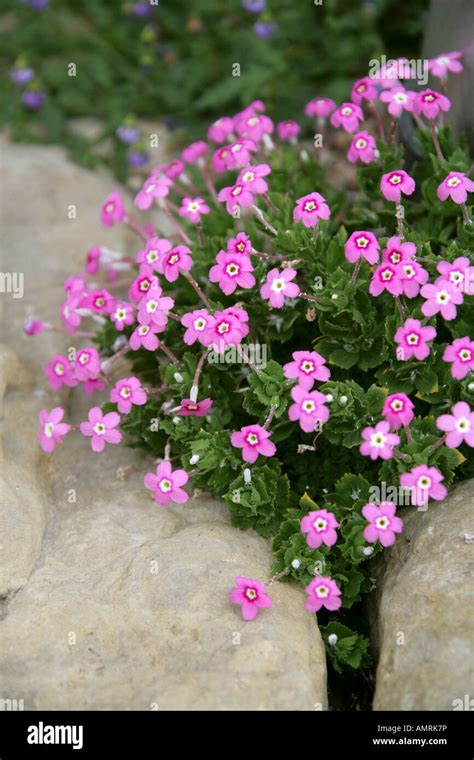 Dionysia involucrata, Primulaceae. Russia, Central Asia Stock Photo - Alamy