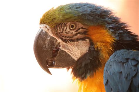 A Blue And Yellow Macaw Ara Ararauna Stock Photo Image Of Beak