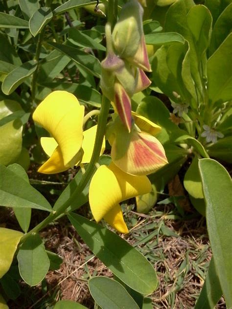 Rattlepods Genus Crotalaria Rich Kahl Flickr