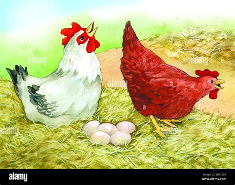 Animals-Hens with eggs Stock Photo - Alamy