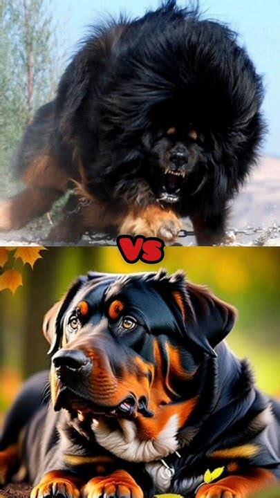 Tibetan Mastiff Vs Rottweiler Comparison 😈🔥 Viral Dog Shorts