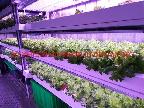 Vertical Indoor Hydroponics Farms 40′ Shipping Container - Container ...