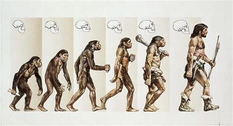 Hominid evolution through time, Drawing Our beautiful Wall Art and ...