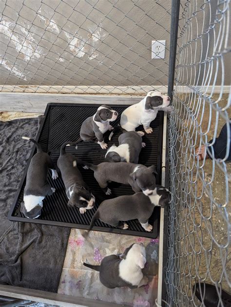 These Puppies Thank You The Arizona Pet Project