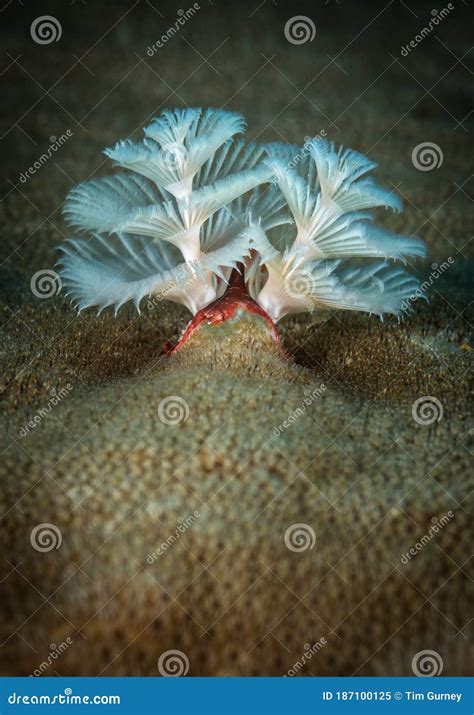 Exploring The Coral Reefs Of Bonaire In The Dutch Caribbean Stock Image