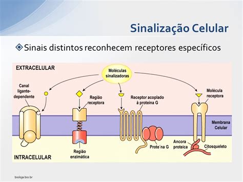 Sinalização Celular Bioloja