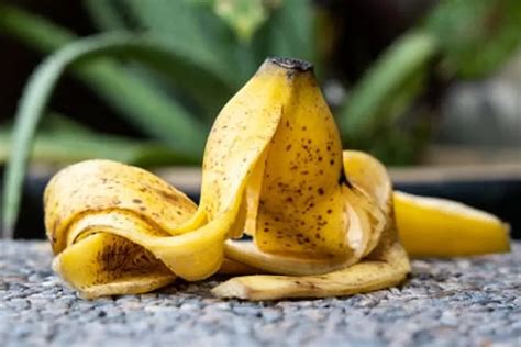 Olah Limbah Jadi Bermanfaat Pupuk Organik Dari Kulit Pisang Caranya