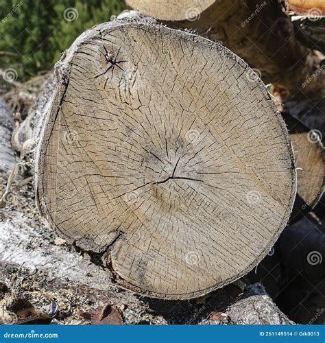 Round Section Of A Tree Trunk Stock Photo Image Of Industrial