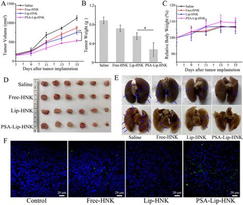 Full Article Polysialic Acid Functionalized Liposomes For Efficient