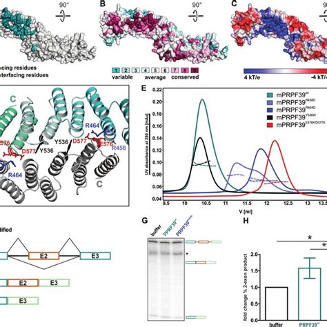 Conformational changes in U6 snRNA during the splicing cycle. (a ... 