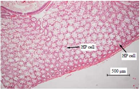 Histopathology Of The Hepatopancreas Of Pacific White Shrimp Penaeus