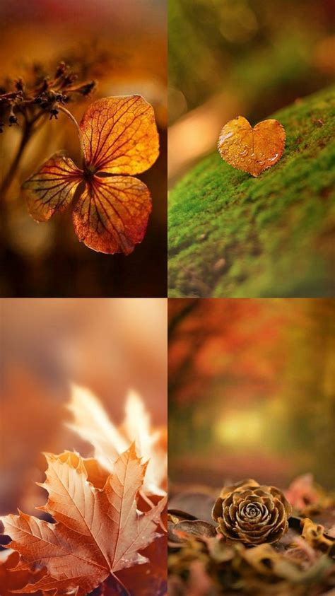 Pingl Par Jeanette Bashaw Sur Wallpapers Couleur Automne Belle