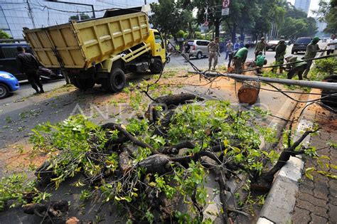 PENEBANGAN POHON KOTA ANTARA Foto