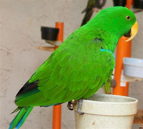 Parrots Mtn Pigeon Forge Parrot Pigeon Forge Pigeon