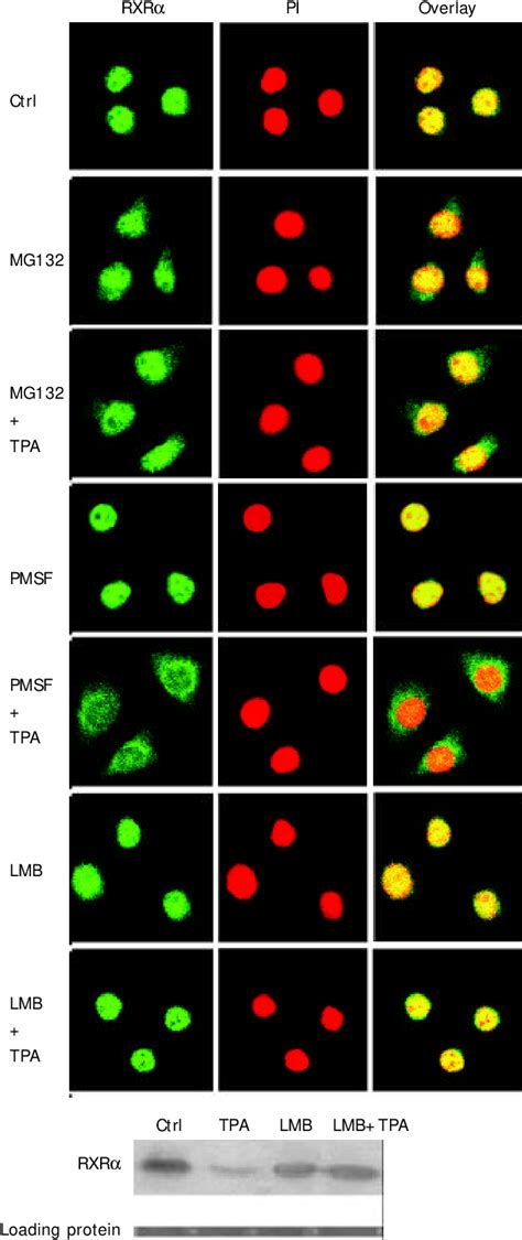 Figure 1 From Degradation Of Retinoid X Receptor Alpha By Tpa Through