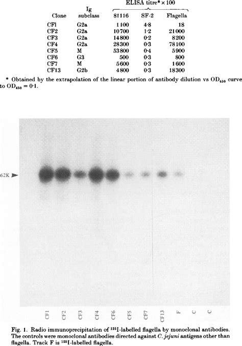 Monoclonal Antibodies Isotypes And Elisa Titres Of Ascitic Fluid Download Table