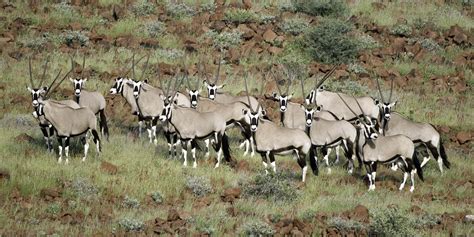 Damaraland Safari Vacations | Namibia Safaris | Yellow Zebra Safaris