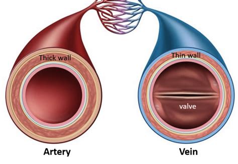 Important Differences Between Arteries And Veins Cbse Class Notes