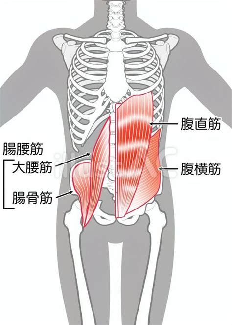 腸腰筋・大腰筋・腸骨筋・腹直筋・腹横筋イラスト No 23705244｜無料イラスト・フリー素材なら「イラストac」