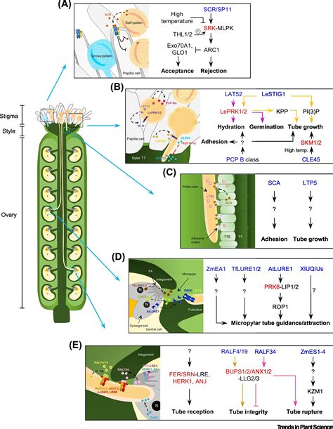 Peptide Signaling During Plant Reproduction Trends In Plant Science