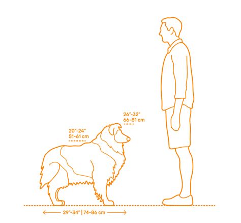 Bichon Frise Size Comparison L Sanpiero