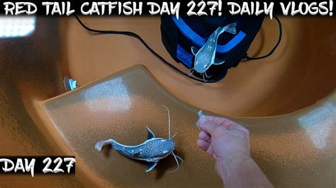 Day 227 Daily Red Tail Catfish Vlog Watch Them Grow YouTube