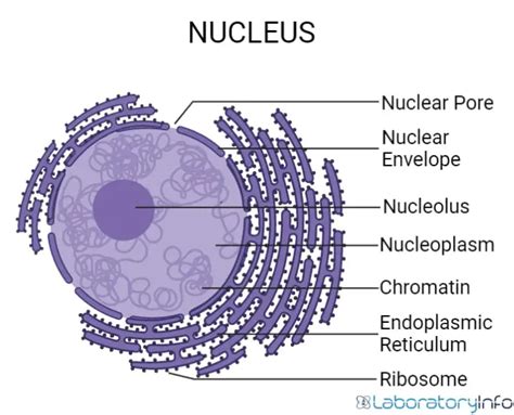 Nucleus Diagram