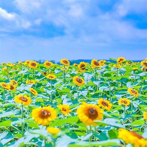 🎌 Hokkaido's Hokuto City is home to the world's largest sunflower field with around 1.5 million ...