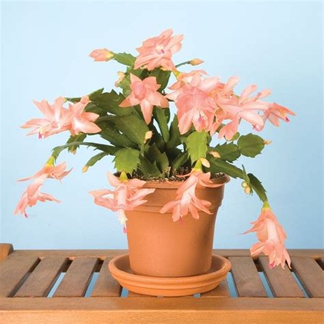 Schlumbergera Christmas Cactus ‘christmas Fantasy 4 Orchidee Kaktus