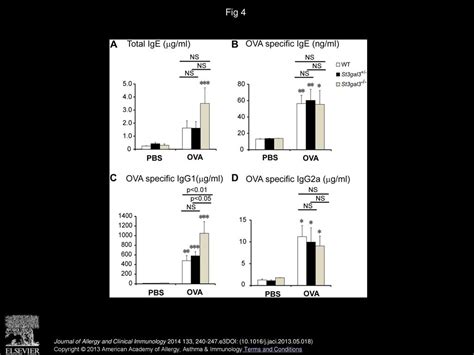 Mice Deficient In The St Gal Gene Product Sialyltransferase