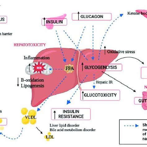 Disturbed metabolism pathways of the liver and neighboring organ ...