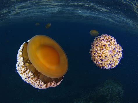 Fish food 13 marine animals named by hungry biologists – Artofit