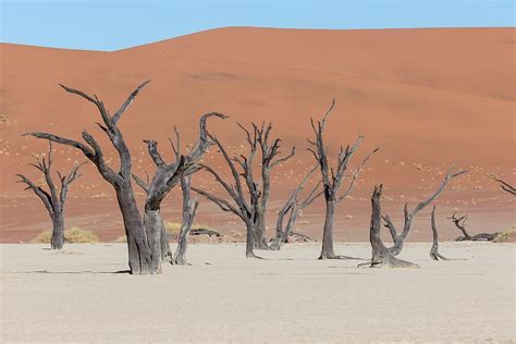 Deadvlei Desert Tree Africa Namibia Namib Naukluft Park Dead Marsh Landscape Environment