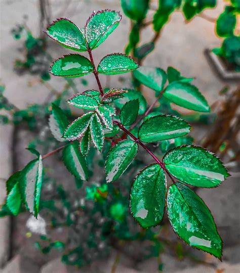 Rosa Flor Planta Gotas De Foto Gratuita No Pixabay Pixabay