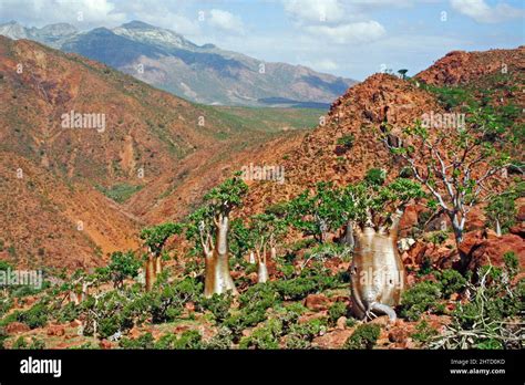 Socotra Pflanzen Fotos Und Bildmaterial In Hoher Auflösung Seite 3