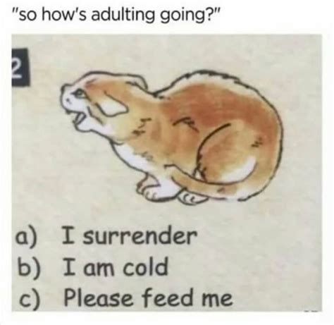 Adulting - Meme Guy