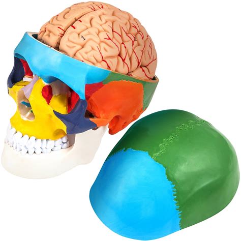 Vevor Human Skull Model 8 Parts Brain Human Skull Anatomy Life Size Learning Skull With Brain