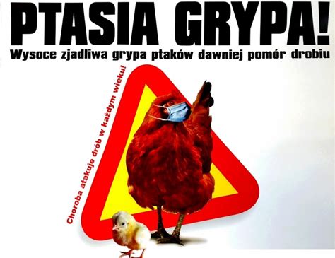 Ptasia grypa zaatakowała w powiecie ostrowskim OSTROW24 tv Ostrów