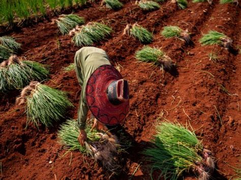 Declaración en la COP28 sobre agricultura sostenible